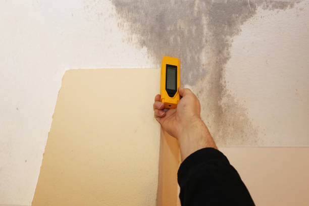 Mold Removal for HVAC Installations in Belvidere, NJ