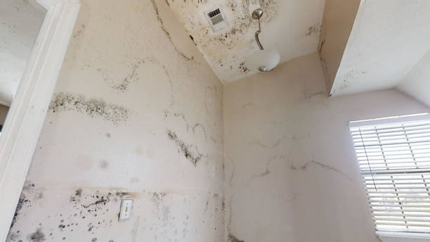 Best Mold Damage Restoration  in Belvidere, NJ