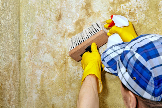 Best Biohazard Mold Removal  in Belvidere, NJ