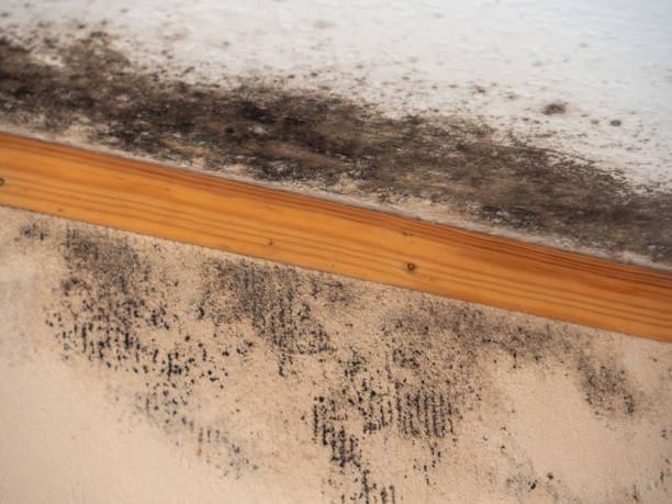 Best Mold-Related Health Consultation  in Belvidere, NJ