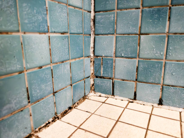Best Real Estate Mold Inspection  in Belvidere, NJ
