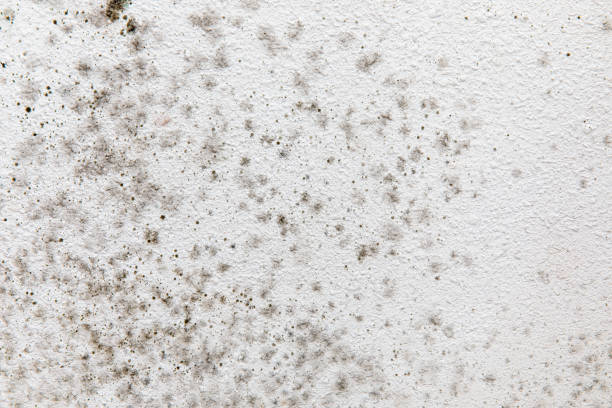Best Mold Documentation for Insurance Claims  in Belvidere, NJ
