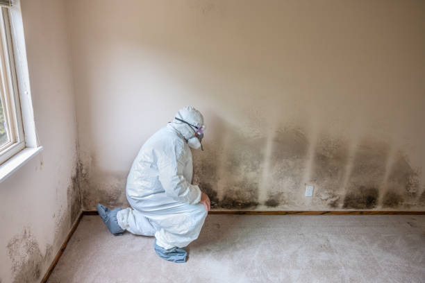 Best Mold Remediation for Healthcare Facilities  in Belvidere, NJ