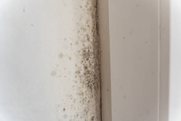 Best Industrial Mold Remediation  in Belvidere, NJ