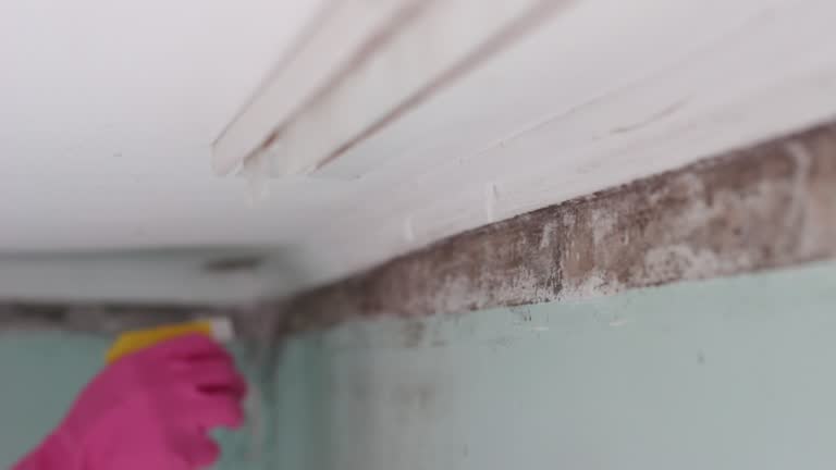 Dehumidification Services in Belvidere, NJ